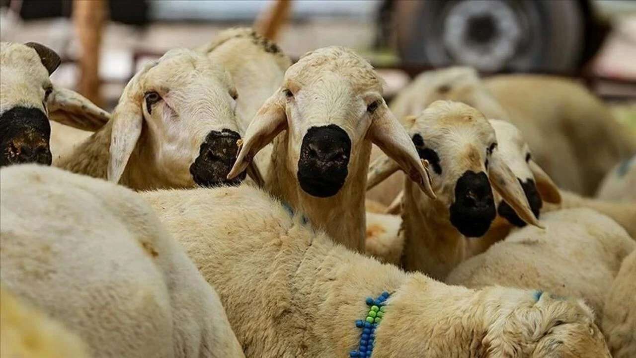 Osmaniye’de Kurbanlık Fiyatları Belli Oldu 2